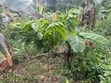 18,000 Acres Farmland for Sale in KpareKpare, Krachi East - 5