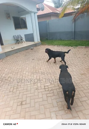 Purebred Rottweiler Stud Service