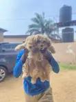 Purebred Maltese Puppy - 1-3 Months Old - 2