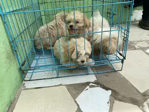 Purebred Maltese Puppy - 1-3 Months Old
