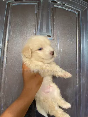 Purebred Poodle Puppy - Male, 1-3 Months