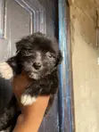 Purebred Poodle Puppy - Male, 1-3 Months - 2