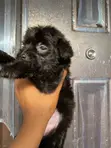 Purebred Poodle Puppy - Male, 1-3 Months - 3