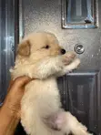 Purebred Poodle Puppy - Male, 1-3 Months - 4