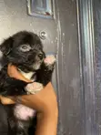 Purebred Poodle Puppy - Male, 1-3 Months - 5