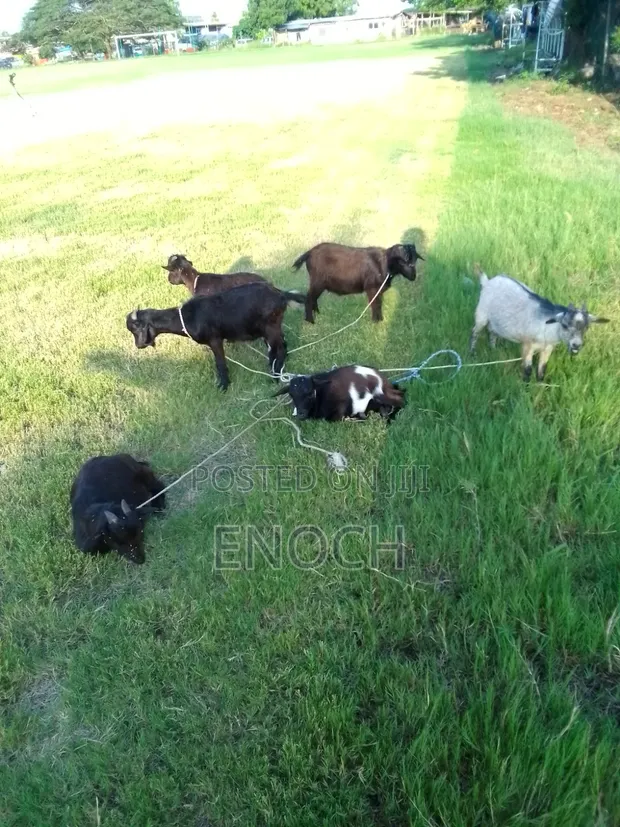 Affordable Goats for Sale - 1