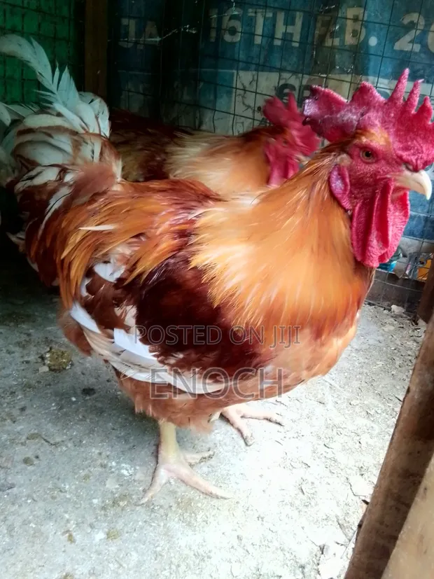 Sasso Hard Layer Breed Chickens - 1
