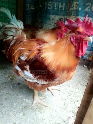 Sasso Hard Layer Breed Chickens