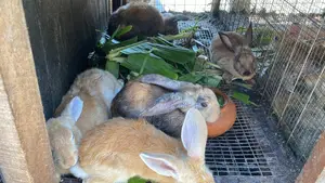 Healthy Rabbits for Sale