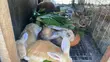 Healthy Rabbits for Sale - 1