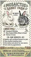 Healthy Rabbits for Sale - 2