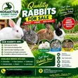 Healthy Rabbits for Sale - 3