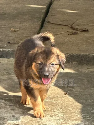 1-3 Month Male Purebred German Shepherd Puppy