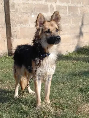 6-12 Month Male Purebred German Shepherd Puppy