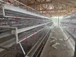 Poultry Chicken Battery Cage System - 2