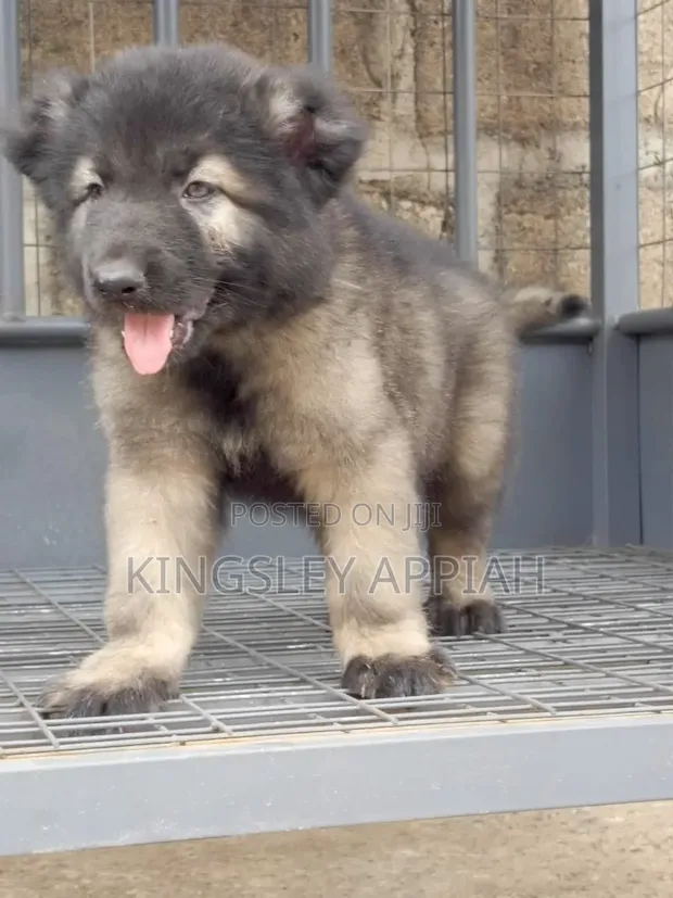 Purebred Caucasian Shepherd Puppy - 1-3 Months Male - 1