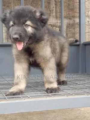 Purebred Caucasian Shepherd Puppy - 1-3 Months Male