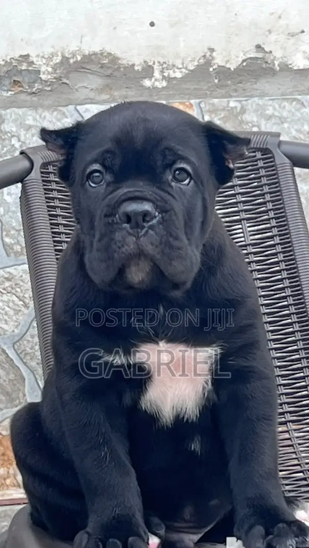 Purebred Cane Corso Puppies - 1-3 Months Old - 1