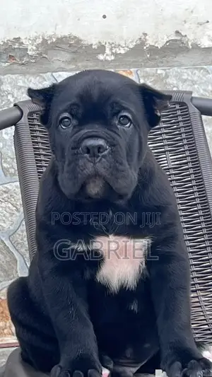 Purebred Cane Corso Puppies - 1-3 Months Old