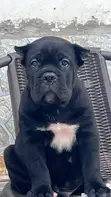 Purebred Cane Corso Puppies - 1-3 Months Old - 1