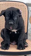Purebred Cane Corso Puppies - 1-3 Months Old - 2