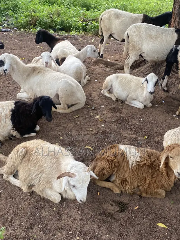 Afa Alhassan Farm Sheep - 1
