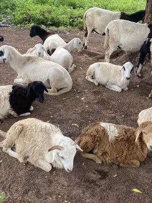 Afa Alhassan Farm Sheep