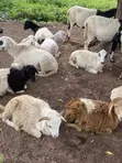 Afa Alhassan Farm Sheep - 1
