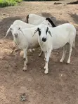 Afa Alhassan Farm Sheep - 2