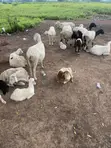 Afa Alhassan Farm Sheep - 3