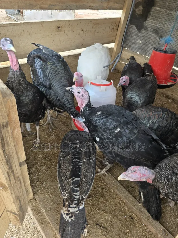 Turkey Birds - 1