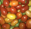 Farm Fresh Cherry Tomatoes (200 in Carton) - 2