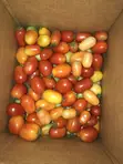 Farm Fresh Cherry Tomatoes (200 in Carton) - 4