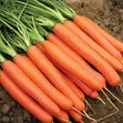 High Yield Carrot Seeds - 1