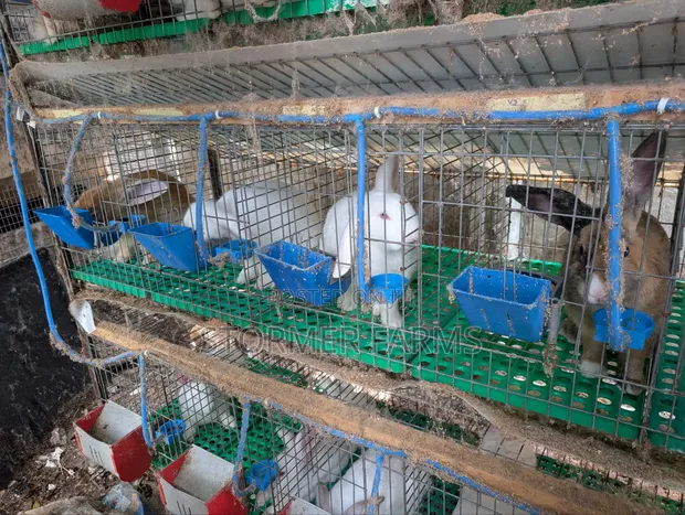 Rabbits for Sale - Weaners and Mature - 1