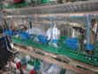 Rabbits for Sale - Weaners and Mature - 1