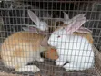 Rabbits for Sale - Weaners and Mature - 2