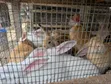 Rabbits for Sale - Weaners and Mature - 3