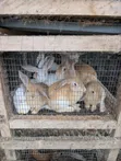 Rabbits for Sale - Weaners and Mature - 4