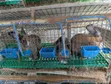 Rabbits for Sale - Weaners and Mature - 5