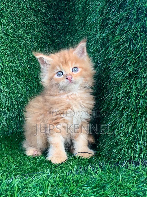 Purebred Female Maine Coon Kitten (1-3 Months) - 1