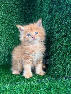 Purebred Female Maine Coon Kitten (1-3 Months)