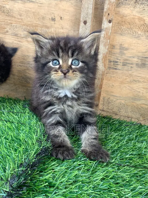 Purebred Maine Coon Kittens (1-3 Months Old) - 1