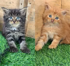 Purebred Maine Coon Kittens (1-3 Months)