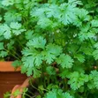 Organic Coriander Seeds - 2