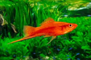 Swordtail Fish