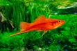 Swordtail Fish - 1