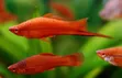 Swordtail Fish - 2