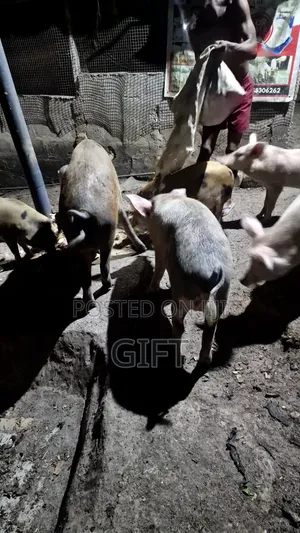 Pigs for Sale - Ajumako/Enyan/Essiam