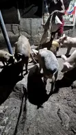 Pigs for Sale - Ajumako/Enyan/Essiam - 1